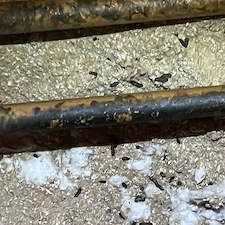 Top 5 Common Pests in Bakersfield